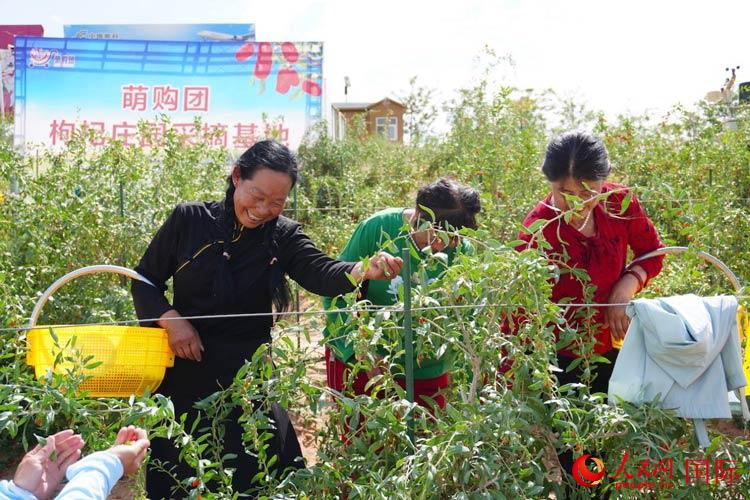 中寧縣來自西海固的移民大姐們一邊采摘新鮮枸杞一邊歌唱，笑由心生。人民網(wǎng)記者 何蒨攝