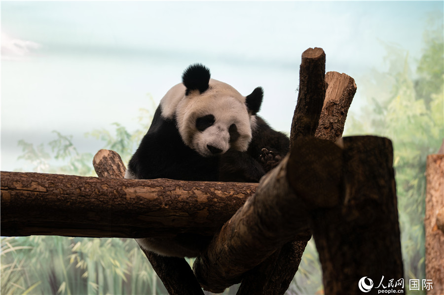 無比可愛的大熊貓“丁丁”。人民網(wǎng)記者 翁奇羽攝
