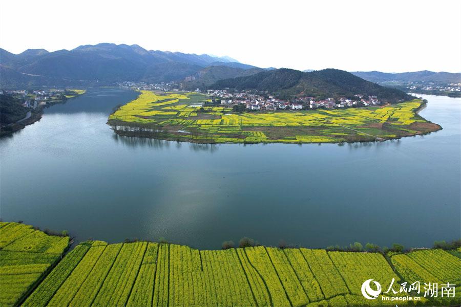 春江水暖，油菜花開。人民網(wǎng) 李芳森攝