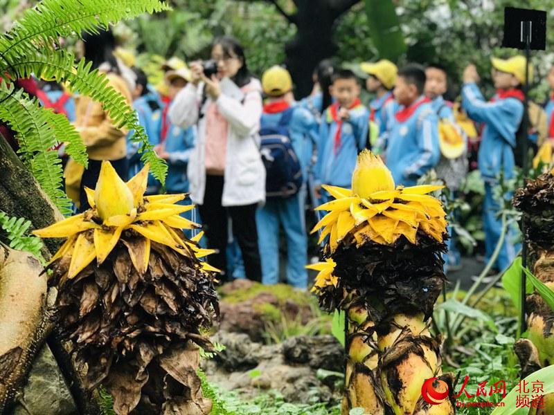 植物館里的地涌金蓮。地涌金蓮原產(chǎn)中國云南，為中國特產(chǎn)花卉。人民網(wǎng) 董兆瑞攝