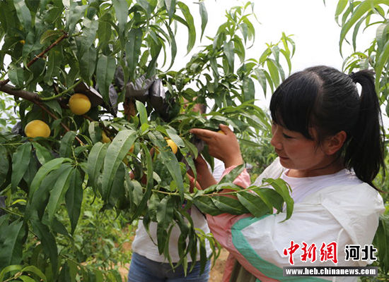 圖為秦皇島市撫寧區(qū)“首屆黃桃文化節(jié)”開幕。 許慧敏 攝