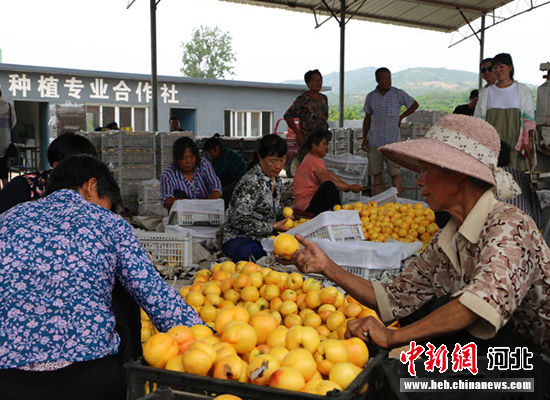 圖為秦皇島市撫寧區(qū)“首屆黃桃文化節(jié)”開幕。 許慧敏 攝