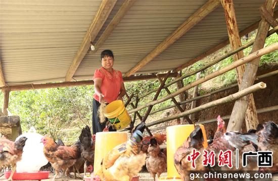 7月4日，在廣西柳州市融安縣大坡鄉(xiāng)崗偉村，脫貧戶藍遠仙在給“大坡飛雞”喂食。覃慶和 攝
