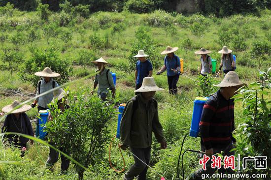 8月18日，在廣西柳州市融安縣大良鎮(zhèn)古蘭村古蘭屯，村民在金桔基地打藥。譚凱興 攝