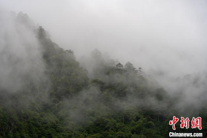 雨后勒布溝的云霧?！〗w波 攝