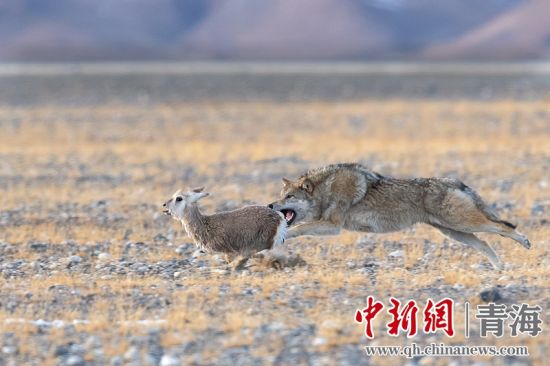 圖為獲獎作品。同海元供圖