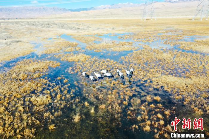圖為一群黑頸鶴在濕地中央行走。　卡美燕 攝