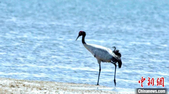 圖為黑頸鶴在青海湖畔散步?！《砣詹囟?攝