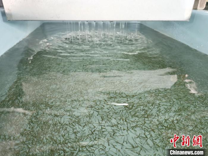 圖為正在育苗。　張?zhí)砀?攝