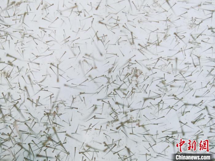 圖為魚苗。　張?zhí)砀?攝