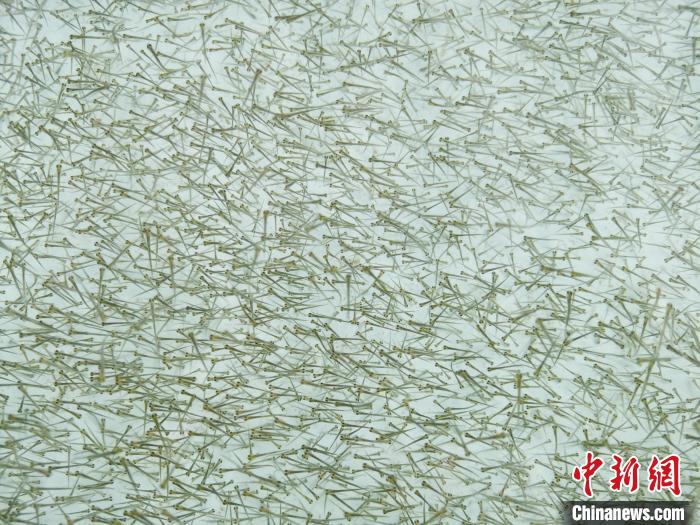 圖為密集培育的魚苗。　張?zhí)砀?攝