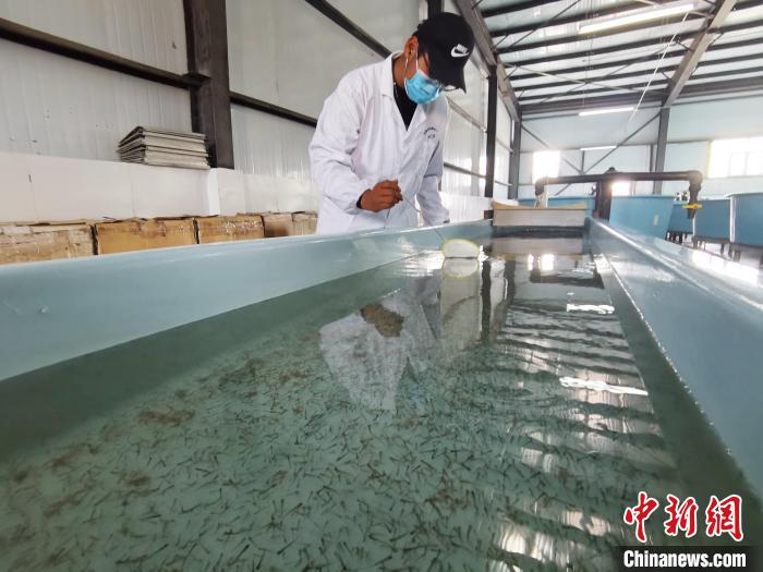 圖為工作人員檢查魚苗。　張?zhí)砀?攝