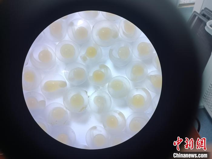 圖為顯微鏡下的魚卵?！∏嗪：沲幘茸o(hù)中心 供圖