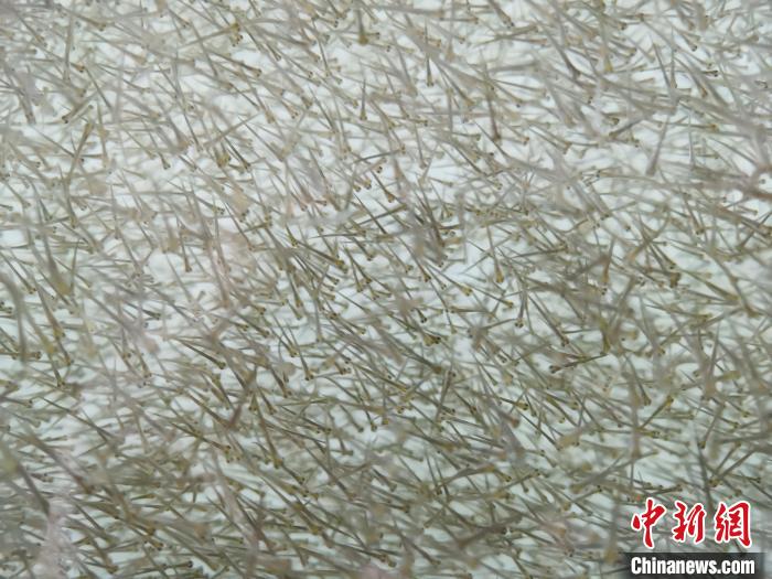 圖為密集分布的魚苗?！?zhí)砀?攝