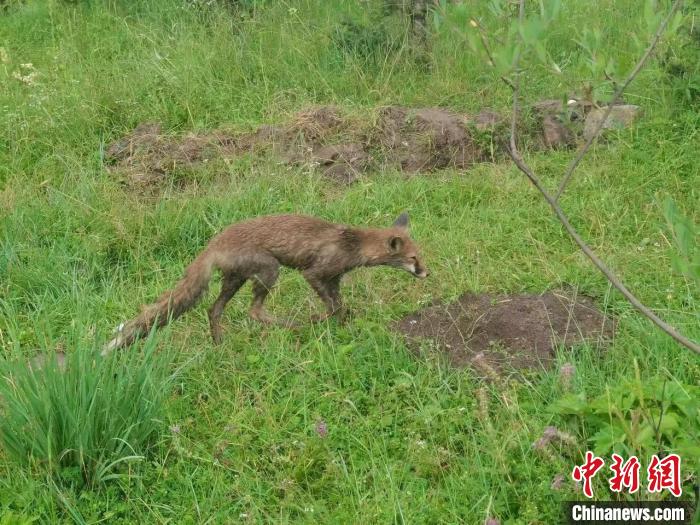 青?；ブ骄戎鷩叶壉Ｗo(hù)野生動物赤狐