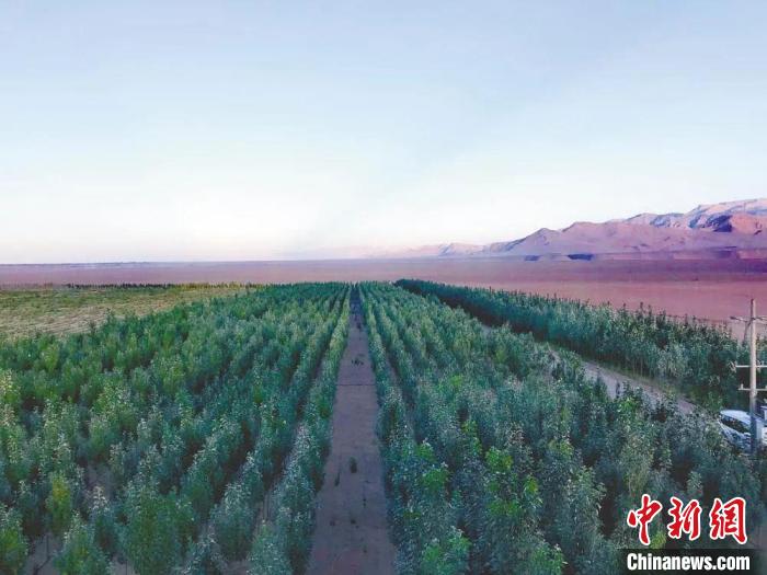 圖為格爾木境內(nèi)種植的綠樹(shù)?！「駹柲救诿襟w中心供圖