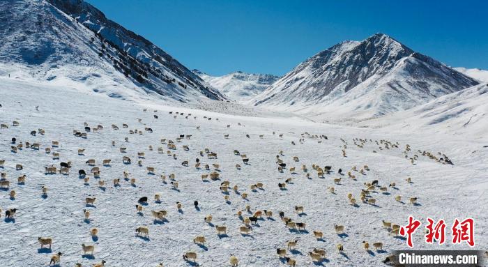 圖為羊群在雪地里覓食?！《继m縣融媒體中心供圖