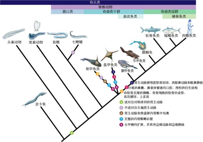 一些關(guān)鍵特征在脊索動物中的演化?！∶宪版?繪圖 攝