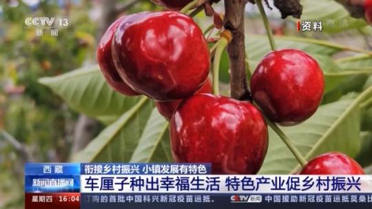 種蘑菇、養(yǎng)駱駝...。。特色產(chǎn)業(yè)助力鄉(xiāng)村振興走新路