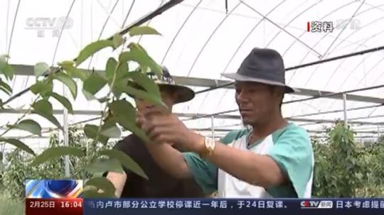 種蘑菇、養(yǎng)駱駝...。。特色產(chǎn)業(yè)助力鄉(xiāng)村振興走新路
