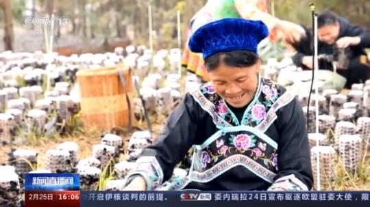 種蘑菇、養(yǎng)駱駝...。。特色產(chǎn)業(yè)助力鄉(xiāng)村振興走新路