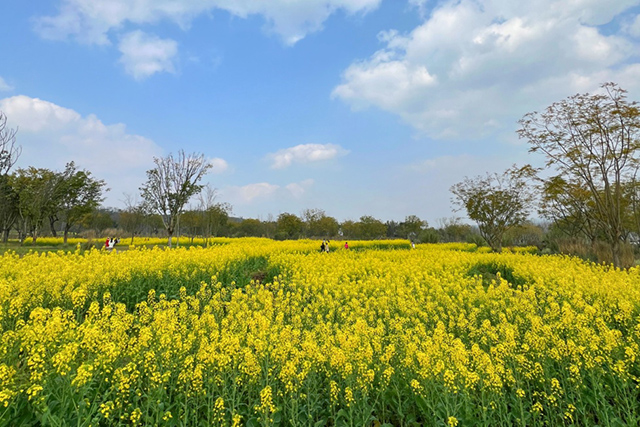每到油菜花季，就有市民相約到重慶廣陽島上踏青賞花。鄒樂攝