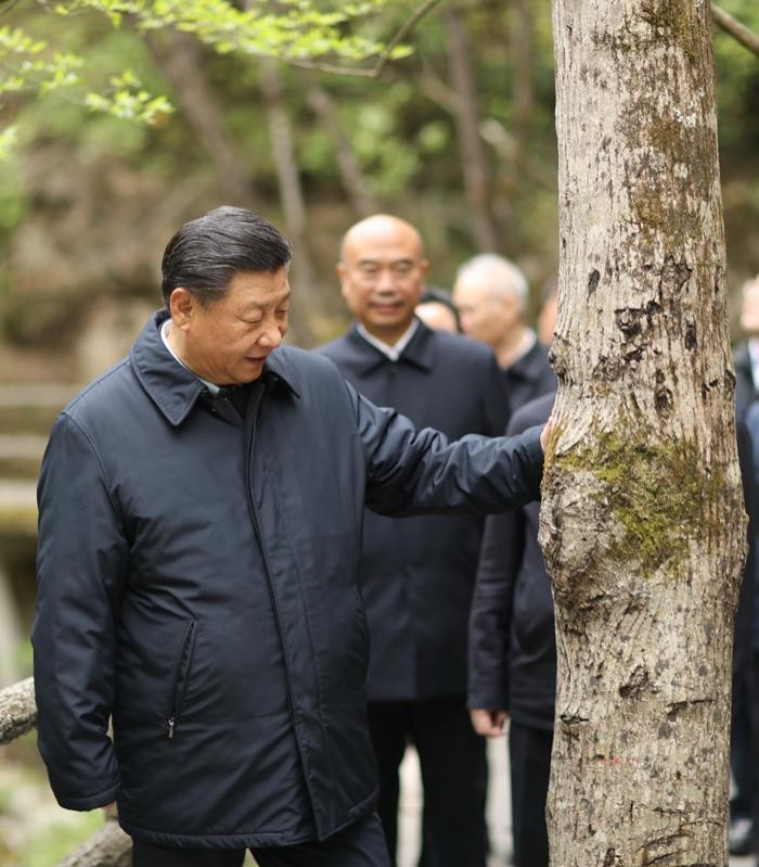 2020年4月20日，中共中央總書記、國家主席、中央軍委主席習近平在陜西考察調(diào)研。這是習近平在位于商洛市柞水縣的秦嶺牛背梁國家級自然保護區(qū)，考察秦嶺生態(tài)保護情況。 新華社記者 鞠鵬 攝
