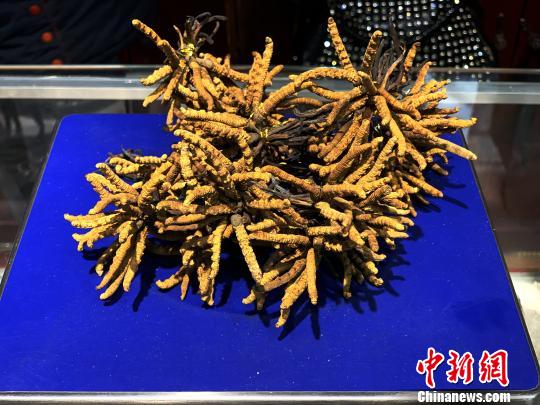 圖為冬蟲夏草?！O睿 攝