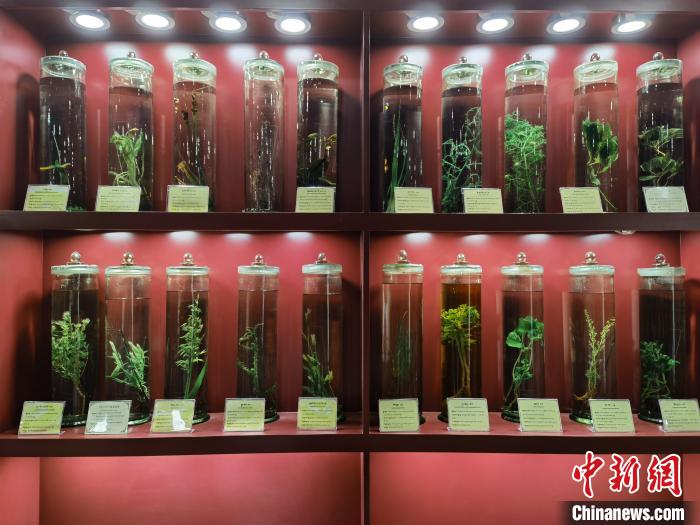 圖為藏藥藥材標(biāo)本?！埡ｖ?攝.jpg
