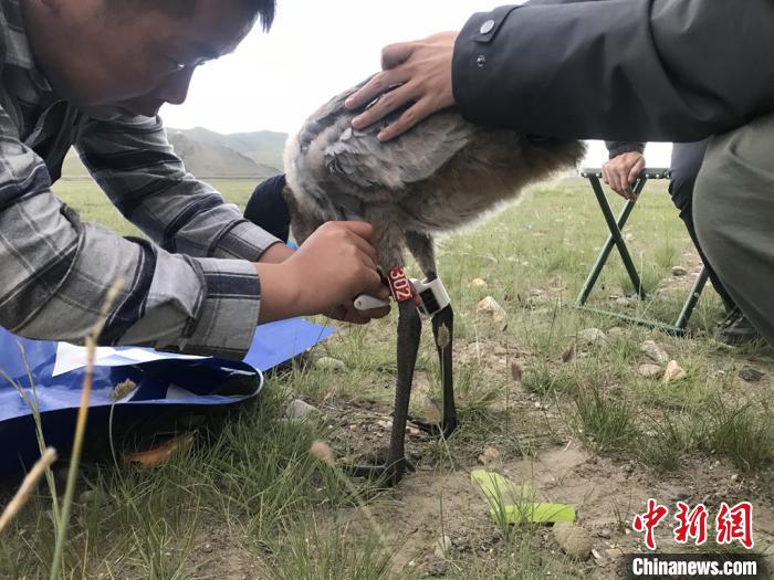 圖為研究人員為黑頸鶴佩戴GPS跟蹤設備。祁連山國家公園青海省管理局供圖