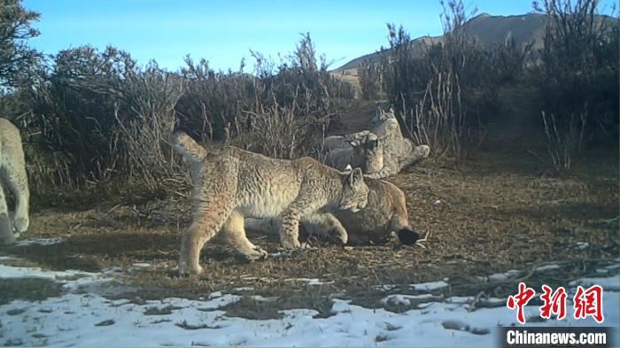 圖為紅外相機拍攝到的猞猁?！∑钸B山國家公園青海省管理局供圖