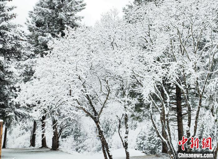 大熊貓國家公園王朗片區(qū)春雪如畫，宛若仙境?！×_春平 攝