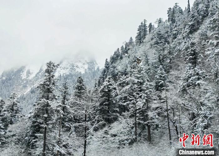 大熊貓國家公園王朗片區(qū)春雪如畫，宛若仙境?！×_春平 攝