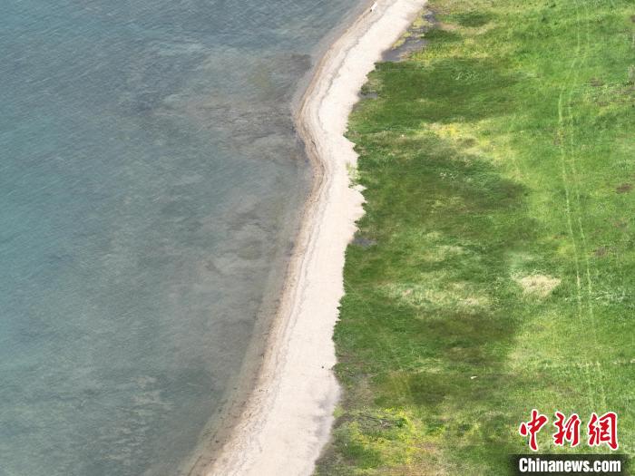 圖為航拍仲夏時(shí)節(jié)，青海湖畔綠茵如毯。　祁增蓓 攝