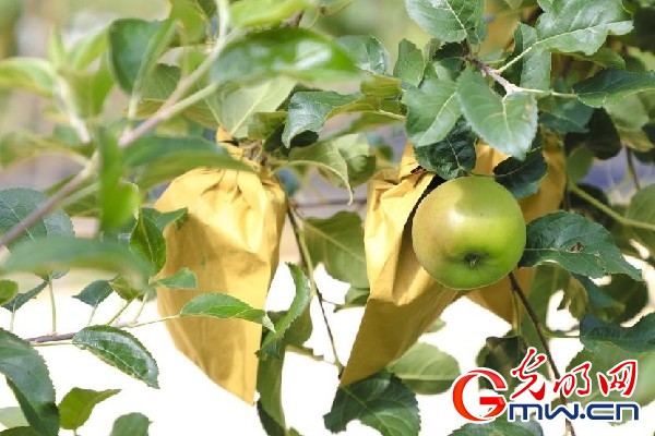 我們的家園｜小蘋果帶動(dòng)大產(chǎn)業(yè)，帶你看看這座阿壩州小村的鄉(xiāng)村振興新模式