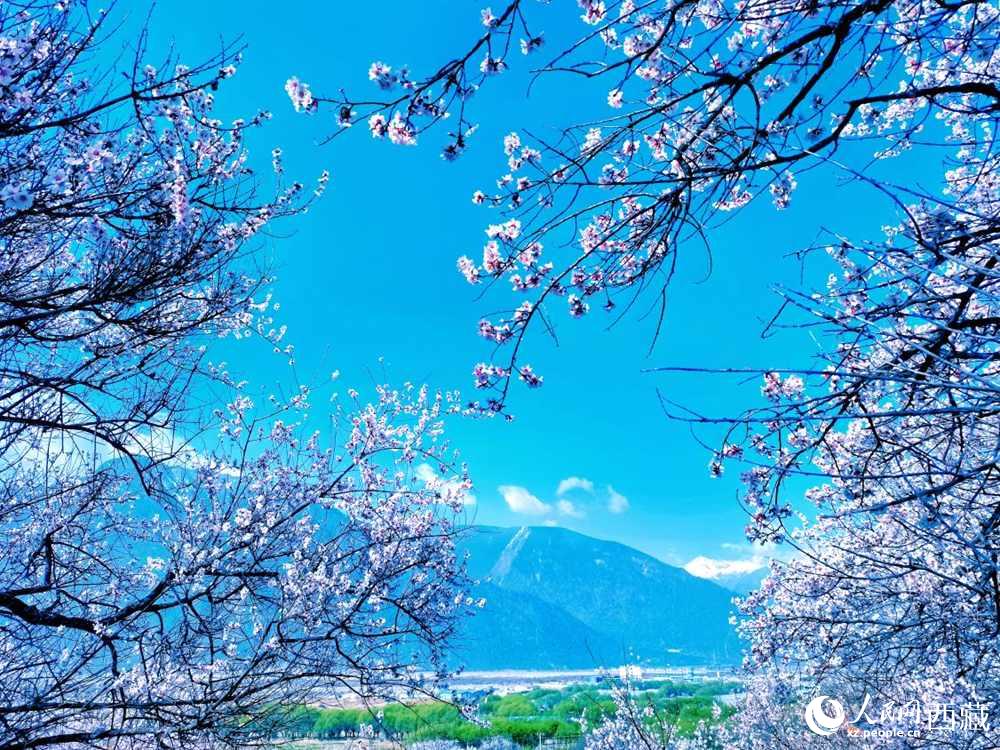 桃花在藍(lán)天白云的映襯下分外好看。人民網(wǎng) 李海霞攝