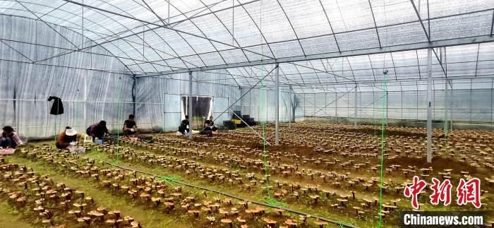 圖為紅太陽科技示范家庭農(nóng)場組織民眾采收靈芝?！∑酱胪喙﹫D
