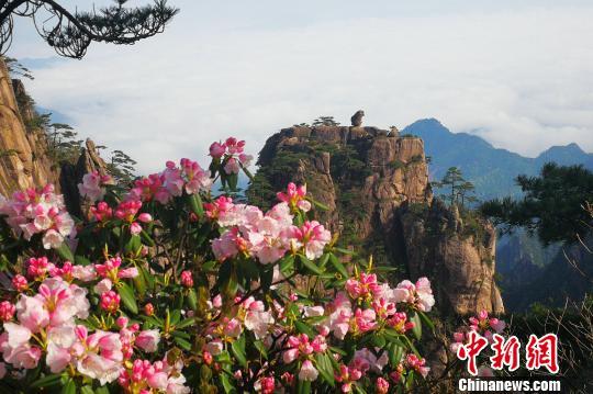 黃山風(fēng)景區(qū)“五一”小長假客流、車流平穩(wěn)